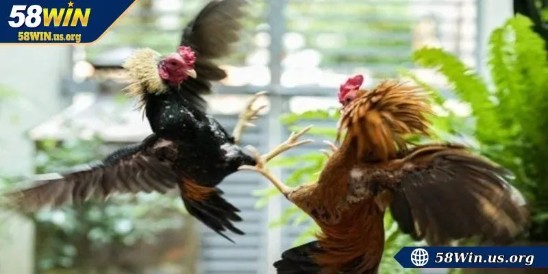 Giới thiệu vài nét về luật chơi gà chọi
